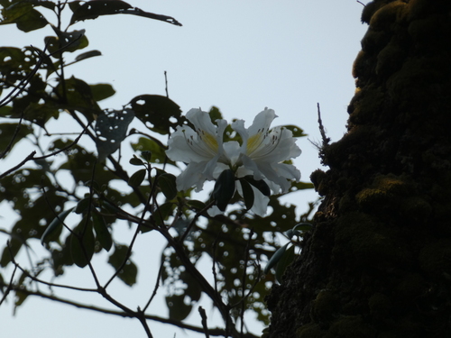 Rhododendron veitchianum, photograph 5