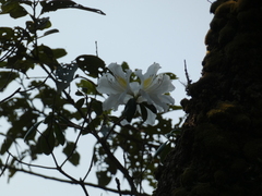 Rhododendron veitchianum, photograph (c) luluchouette, some rights reserved (CC BY)
