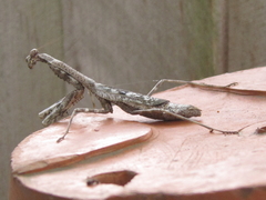 Stagmomantis carolina