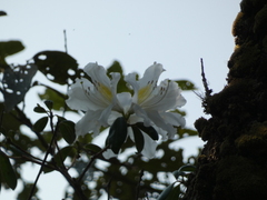 Rhododendron veitchianum, photograph (c) luluchouette, some rights reserved (CC BY)