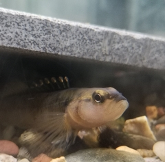 Duskytail Darter photo 2