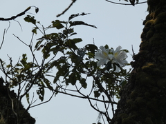 Rhododendron veitchianum, photograph (c) luluchouette, some rights reserved (CC BY)