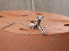Stagmomantis carolina