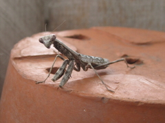 Stagmomantis carolina