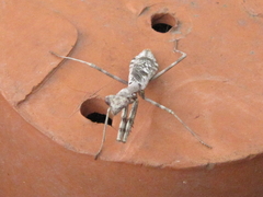 Stagmomantis carolina