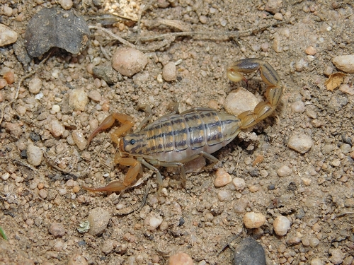Common Lesser-Thicktail Scorpion