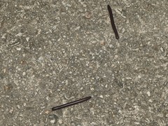 Leptogoniulus sorornus