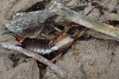 Forficula auricularia