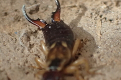 Forficula auricularia