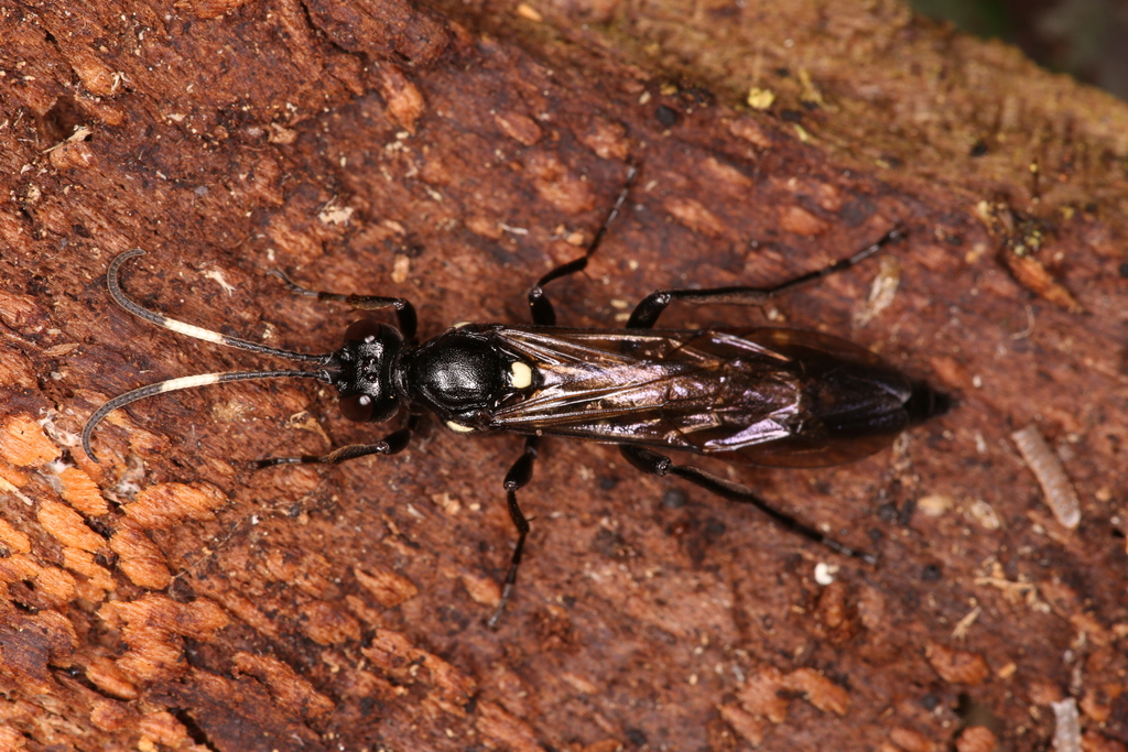 Ichneumon lugens