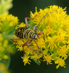 Megacyllene robiniae