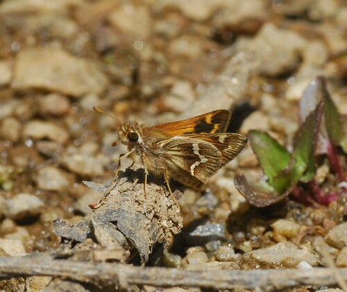 San Pablo Cuatro Venados Check List · iNaturalist NZ