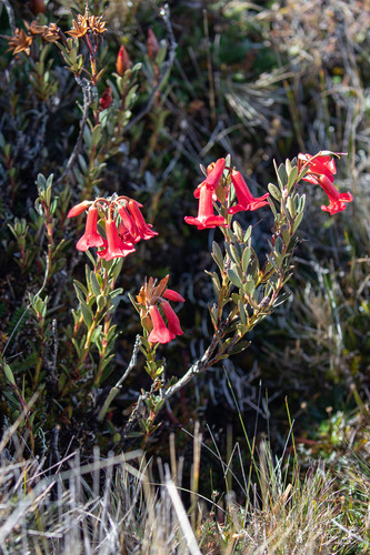 Rhododendron beyerinckianum observed 2018-08-02