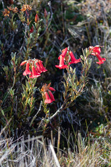 Rhododendron beyerinckianum