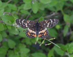 Chlosyne endeis pardelina