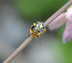 Chinavia marginata