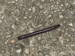 Leptogoniulus sorornus