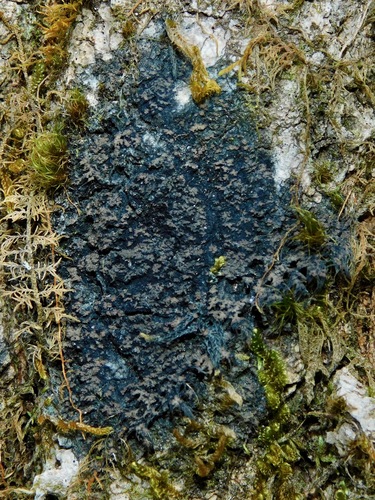 black-bordered shingle lichen