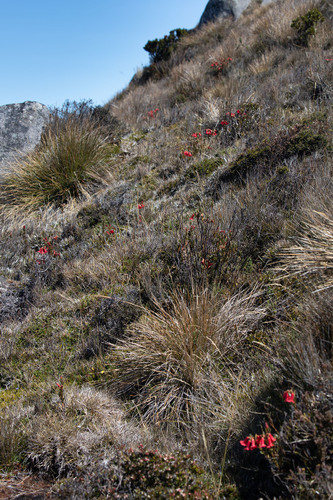 Rhododendron beyerinckianum, photograph 6