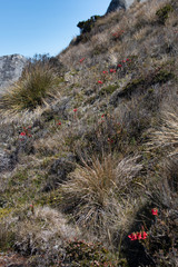 Rhododendron beyerinckianum