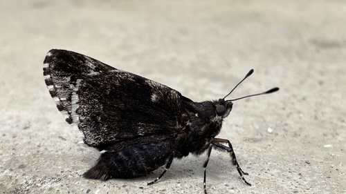 Black Giant-Skipper