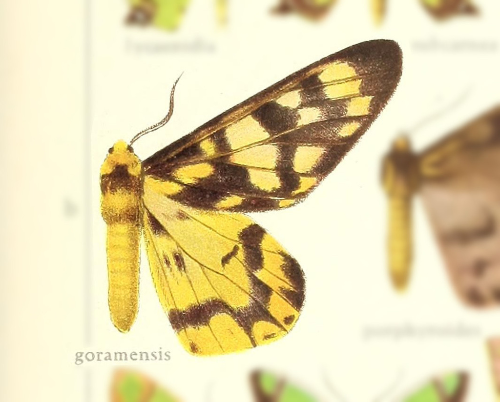 Dysphania goramensis