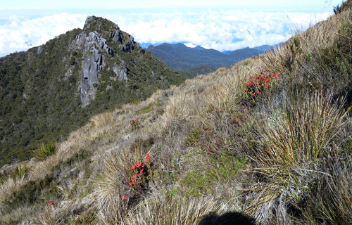 Rhododendron beyerinckianum, photograph 4