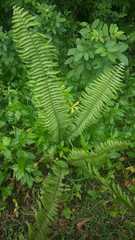 Nephrolepis exaltata
