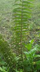 Nephrolepis exaltata