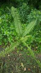 Nephrolepis exaltata