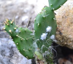 Dactylopius confusus