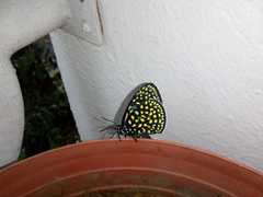 Eumaeus childrenae