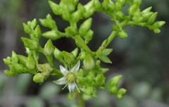 Sedum calcicola
