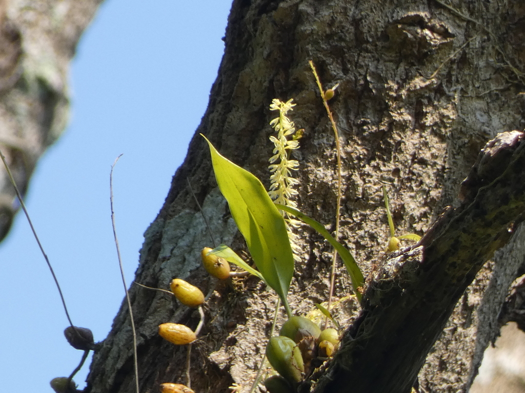 Bulbophyllum suavissimum