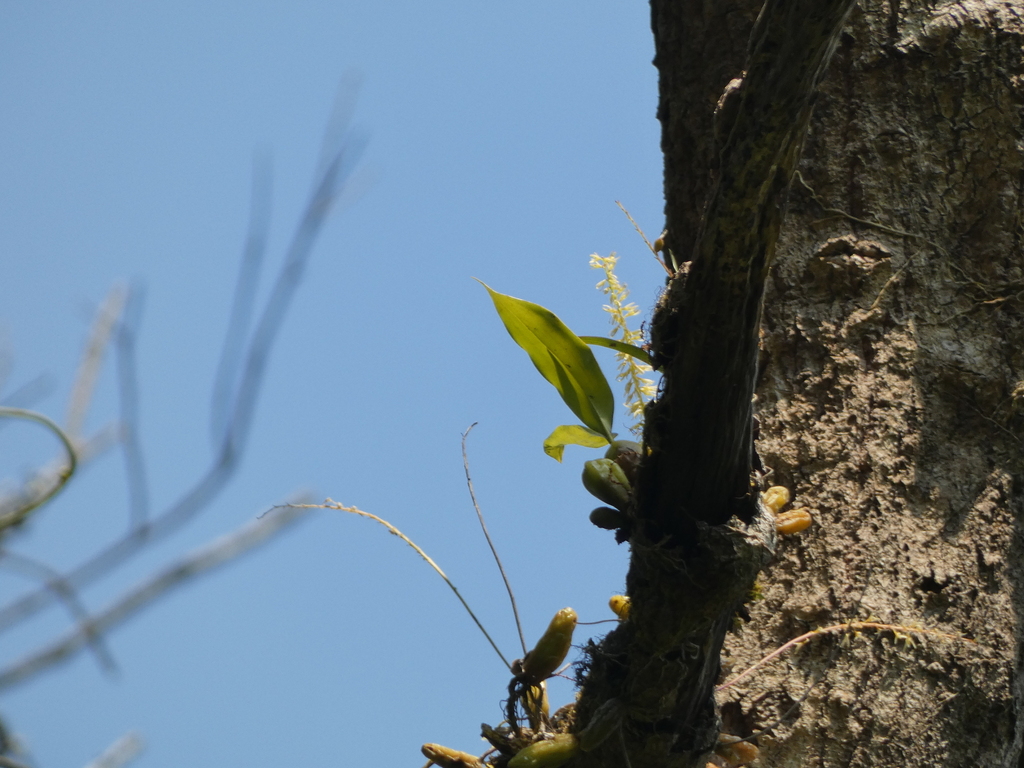 Bulbophyllum suavissimum Rolfe 2