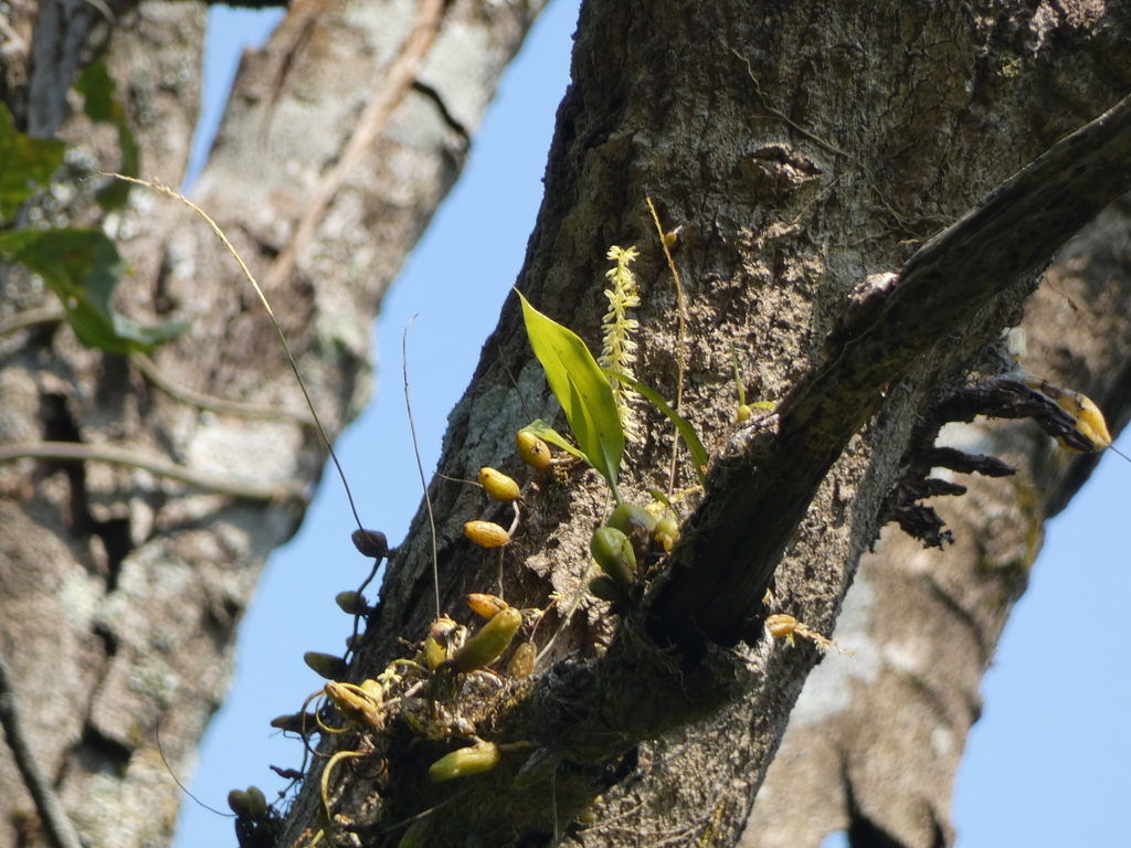 Bulbophyllum suavissimum Rolfe 3
