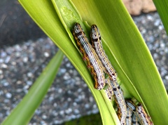 Spodoptera picta