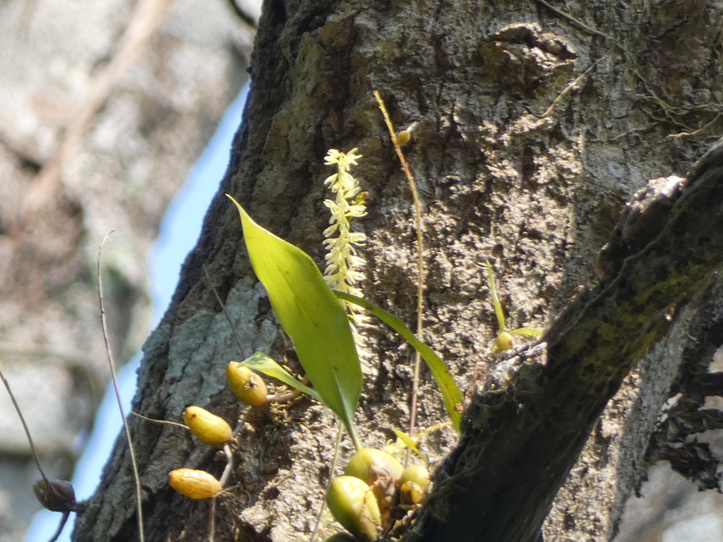 Bulbophyllum suavissimum Rolfe 4