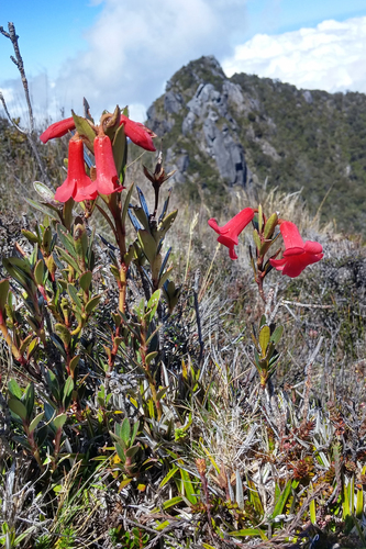 Rhododendron beyerinckianum observed 2018-08-02