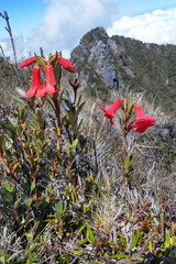 Rhododendron beyerinckianum