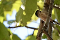 Aegithalos glaucogularis