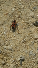 Melanerythrus mactans