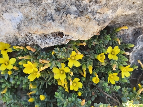 Image of Hypericum aegypticum by no rights reserved