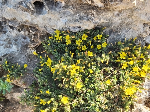 Hypericum aegypticum, photograph 4