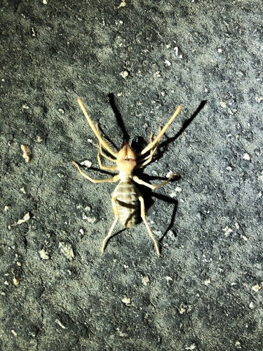 iNaturalist observation photo of Straight-faced Windscorpions