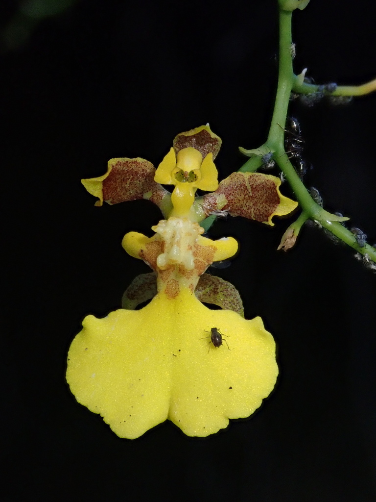 Vitekorchis vasquezii