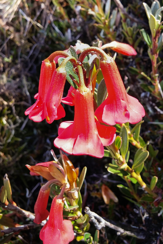 Rhododendron beyerinckianum, photograph 1