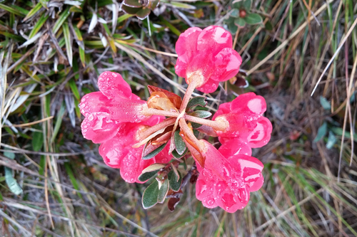 Rhododendron beyerinckianum, photograph 2