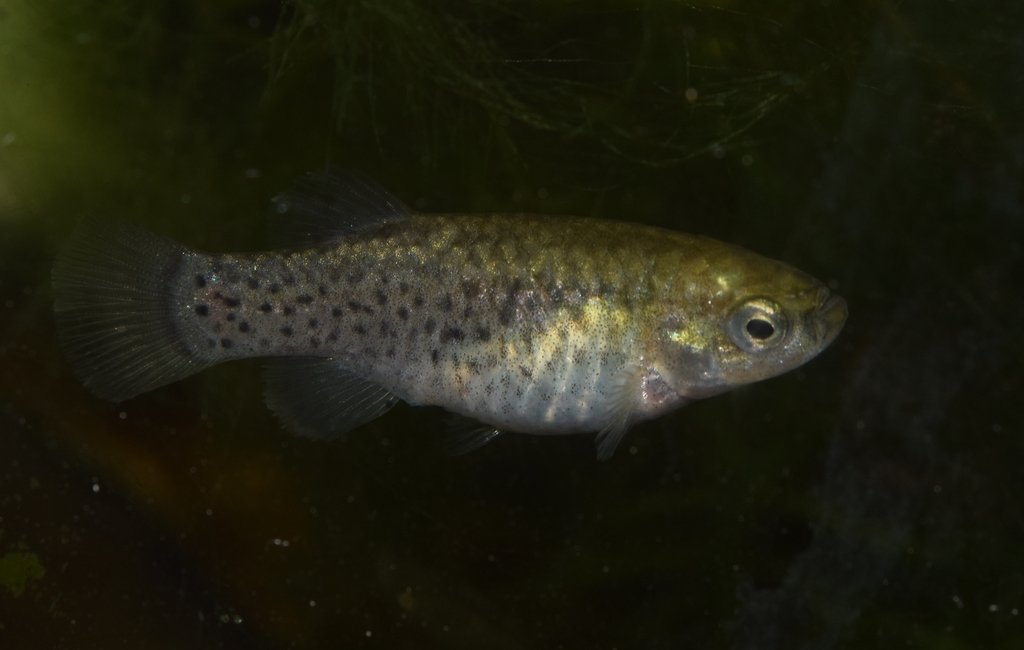 Spanish Toothcarp
