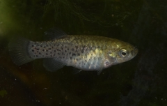 Spanish Toothcarp photo 1